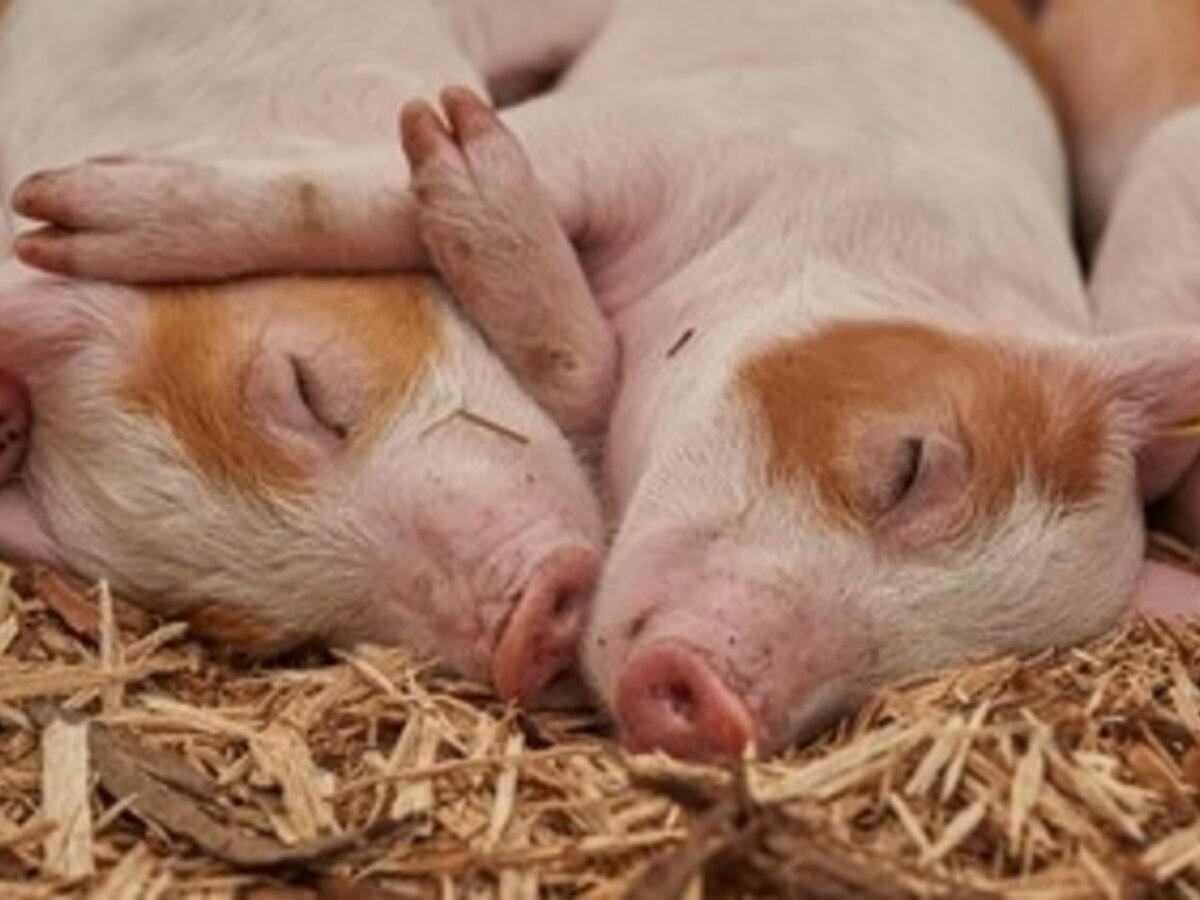 Kiaulių laikytojai kviečiami teikti paraiškas gauti paramą biologinio saugumo priemonių įsigijimo...